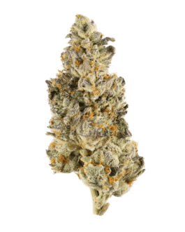 Buy Banana Sundea Strain