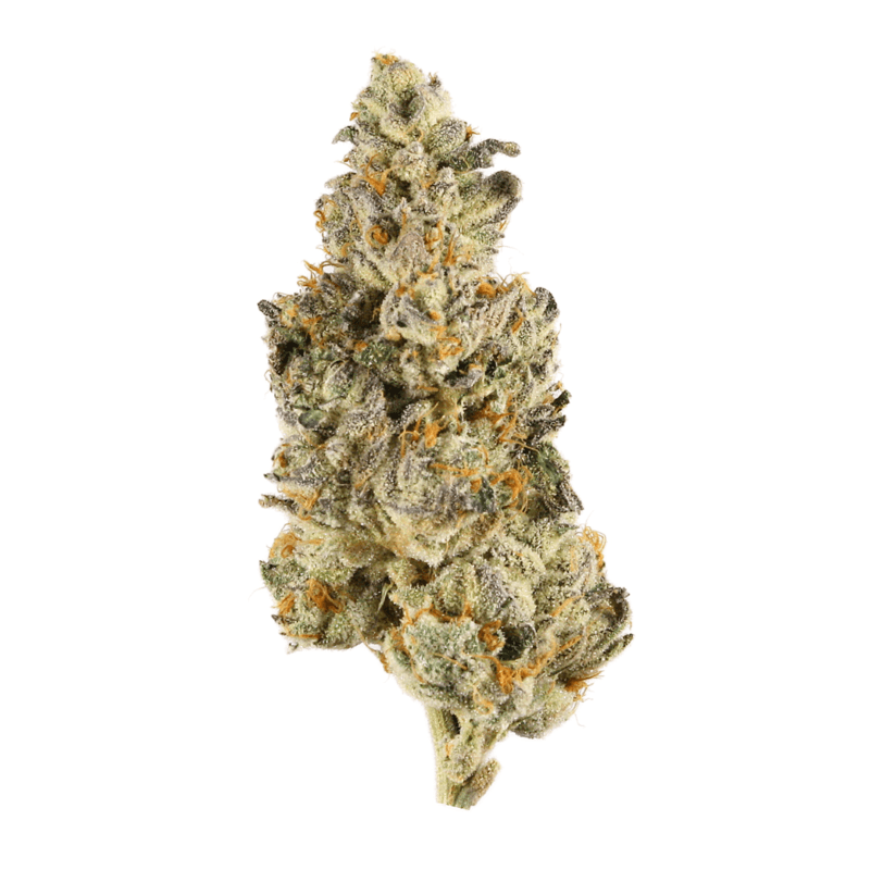 Buy Banana Sundea Strain import placeholder for 1344