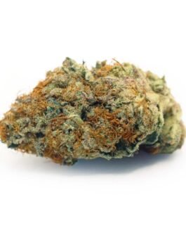 Buy Fritter Mintz Strain