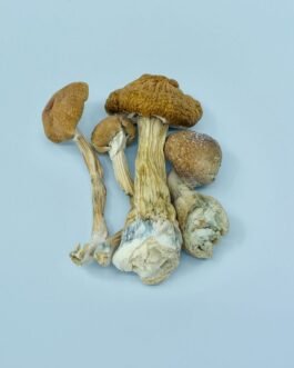 Golden Teacher Magic Mushrooms