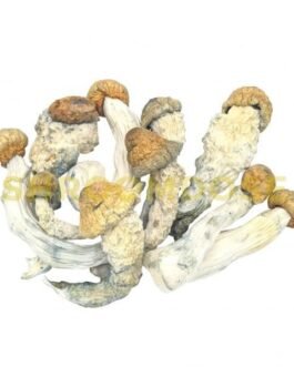 Penis Envy magic Mushrooms
