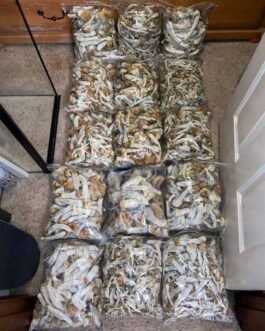 Shrooms | Buy good penis strain | Albino Ape 🦧 always available